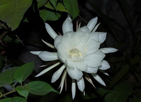 家里養(yǎng)曇花吉利嗎，好運(yùn)來臨、驚喜不斷(吉祥如意)