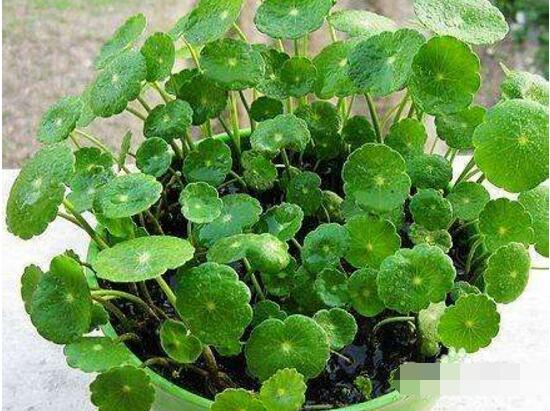 土培銅錢草怎么養(yǎng)，掌握八點因素就可以爆盆了（適合新手）