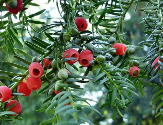 紅豆杉怎么施肥，遠(yuǎn)離根部施薄肥