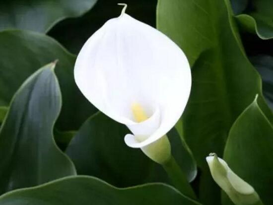 馬蹄蓮怎么繁殖，馬蹄蓮的繁殖方法