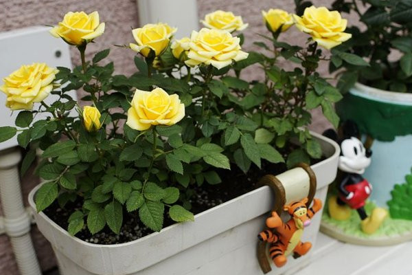 迷你玫瑰的養(yǎng)殖方法和注意事項(xiàng)，可追施1~2次發(fā)酵淘米水