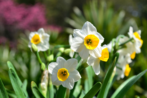 風(fēng)信子和水仙的區(qū)別，花朵/球莖/葉片/價(jià)值不同