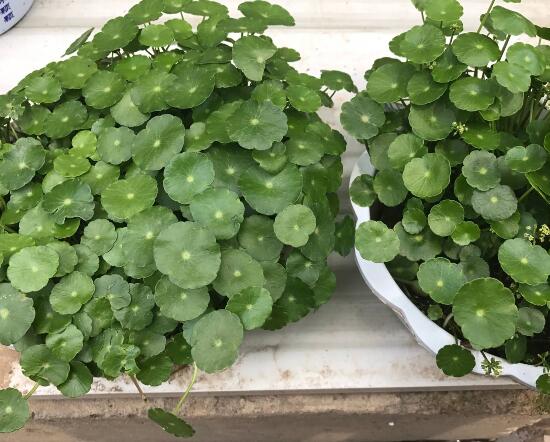 銅錢草怎么施肥，銅錢草需要什么肥料