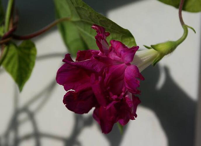 牽牛花品種，五種比較稀有的品種