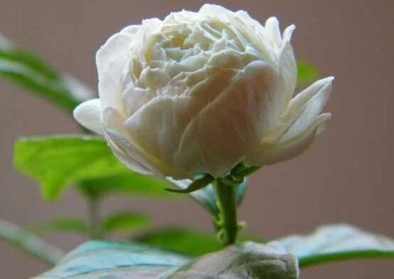 虎頭茉莉怎么養(yǎng)，做好六個養(yǎng)殖步驟即可花開爆盆