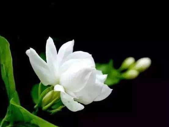 毛茉莉和茉莉花的區(qū)別，教你三種區(qū)別方法(習(xí)性/葉子/花序)
