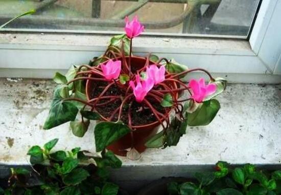 仙客來(lái)葉子為什么發(fā)軟，仙客來(lái)葉子發(fā)軟怎么辦