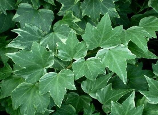 常春藤掉葉子怎么辦，四種原因以及解決辦法