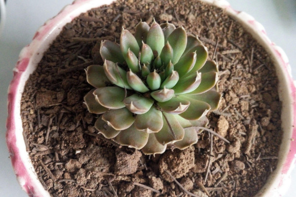 多肉用什么肥料，元素肥/營(yíng)養(yǎng)液/有機(jī)肥/緩釋肥等