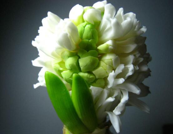 風信子的養(yǎng)殖方法和注意事項，6個步驟幫你養(yǎng)好風信子