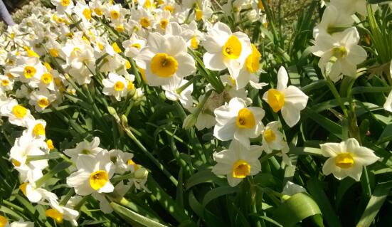 水仙花葉子發(fā)黃怎么辦，水仙花葉子發(fā)黃解決辦法