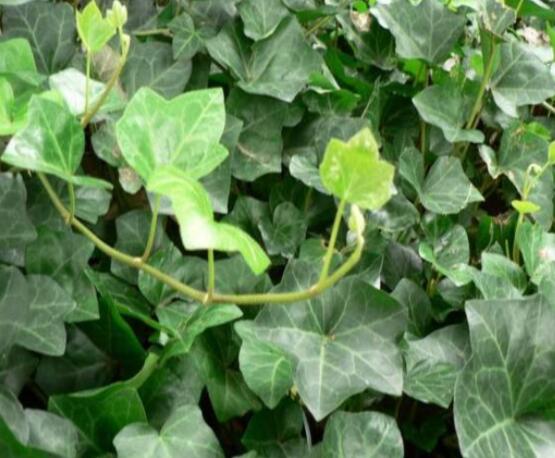 常春藤葉片干枯怎么辦，四種原因以及解決方法