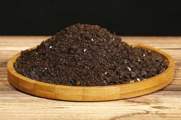 菊花怎么扦插，3—5月扦插成活率最高