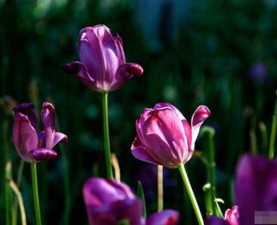 郁金香枯萎后的處理，花下2-3厘米處剪斷/保證正常水肥