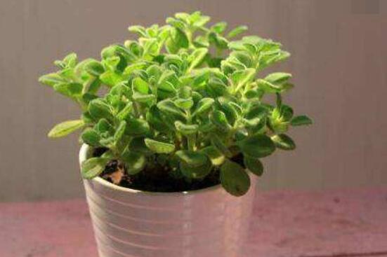 碰碰香的繁殖與養(yǎng)護(hù)，扦插繁殖存活率最高/肥水光照充足