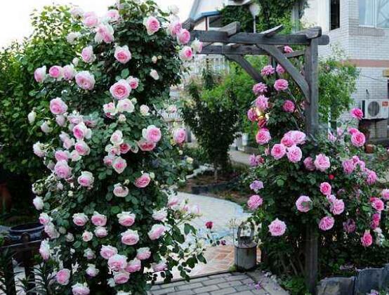 藤本月季怎么爬藤，做好兩大要點(diǎn)可圓滿爬藤(修剪/牽引)