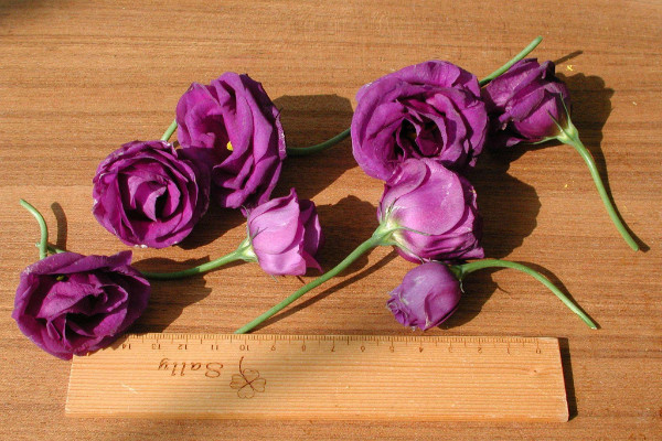 紫色玫瑰花語(yǔ)是什么，浪漫真情/憂(yōu)郁感傷等