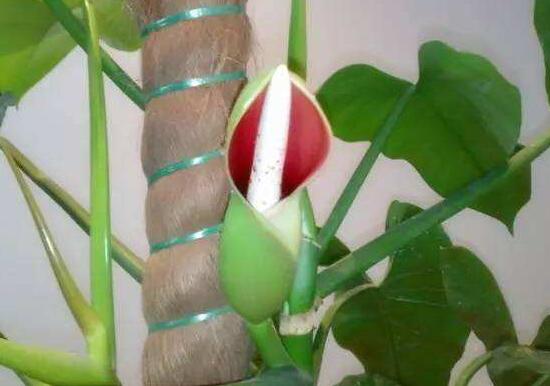 綠蘿會(huì)開(kāi)花嗎，綠蘿開(kāi)花預(yù)示著什么