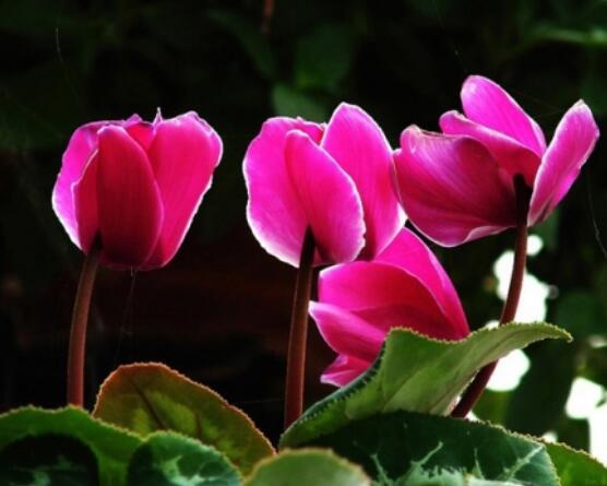 仙客來爛根怎么救治，修剪爛根、消毒處理/重新扦插繁殖