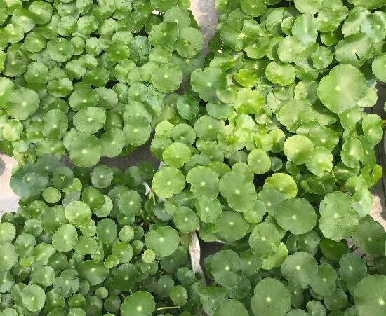 銅錢草怎么施肥，銅錢草需要什么肥料