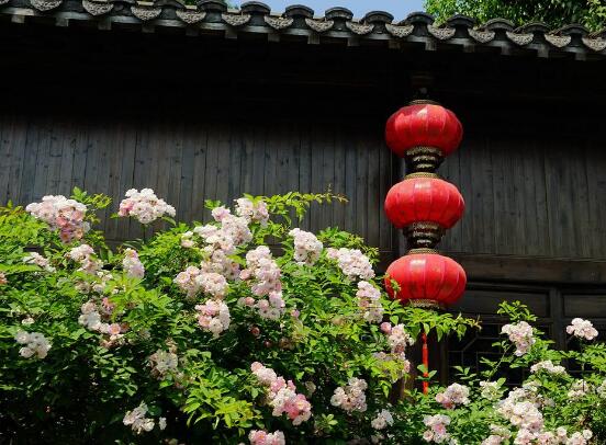 薇花怎么吃，薔薇花五大最常見(jiàn)吃法