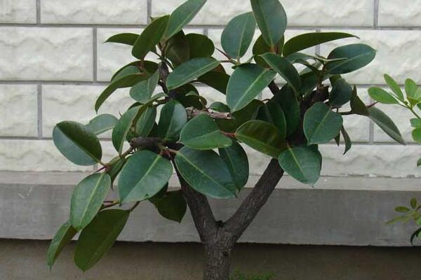 橡皮樹(shù)的花語(yǔ)及風(fēng)水，誠(chéng)信穩(wěn)重(花語(yǔ))生旺發(fā)財(cái)(風(fēng)水)