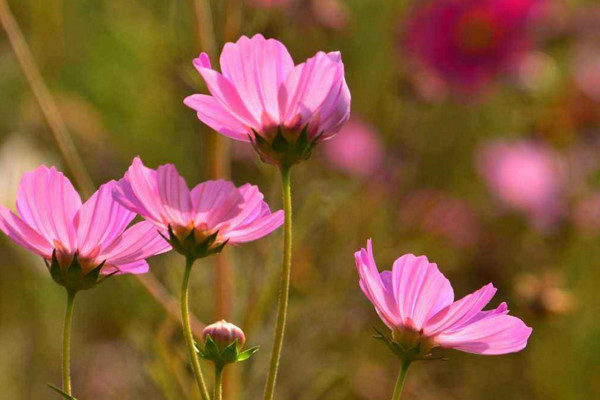 格桑花的花語和寓意，憐取眼前人/幸福/吉祥圣潔