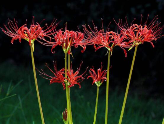 彼岸花有毒嗎，誤食出現(xiàn)呼吸困難、心跳加快(微毒)