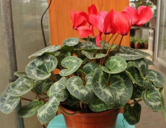 仙客來(lái)開花后怎么養(yǎng)，仙客來(lái)花的養(yǎng)護(hù)技巧