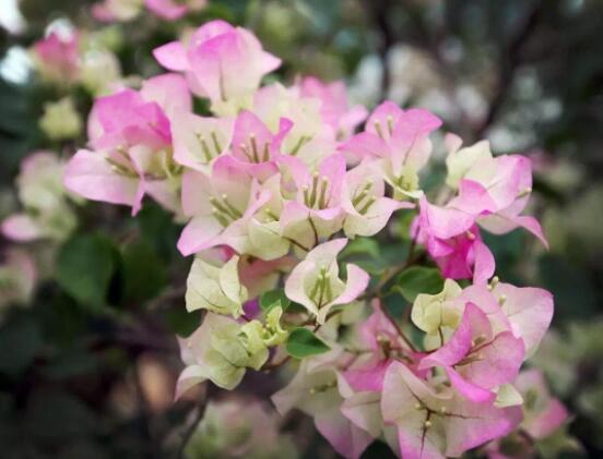 三角梅的水扦插方法，教你三個簡單易學(xué)方法(水插爆盆)