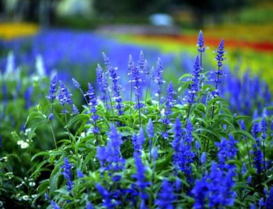 薰衣草有什么功效，舒緩修護、改善心肌、安撫神經(jīng)