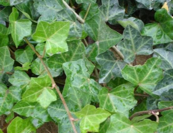 常春藤干枯了還會(huì)活嗎，干枯后存活四種解決辦法