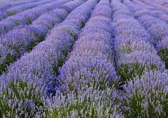 薰衣草的種類圖片大全，欣賞最好看的六大品種
