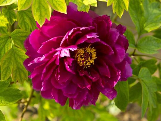 牡丹花品種大全，細(xì)數(shù)牡丹花最珍貴的八大品種