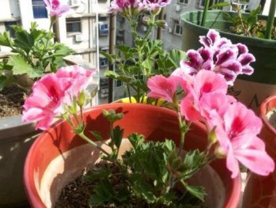 天竺葵用深盆還是淺盆，幼苗期用淺盆、成株期用深盆