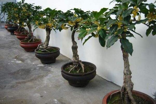 冬季桂花栽培技術(shù)，控制溫度是關(guān)鍵