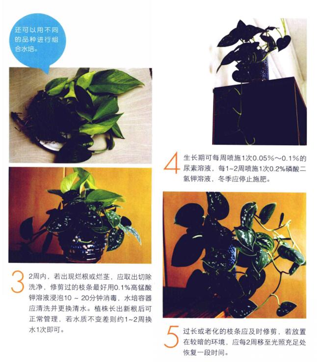 綠蘿水培方法圖解，圖文并茂給你一個全新的水培方法步驟