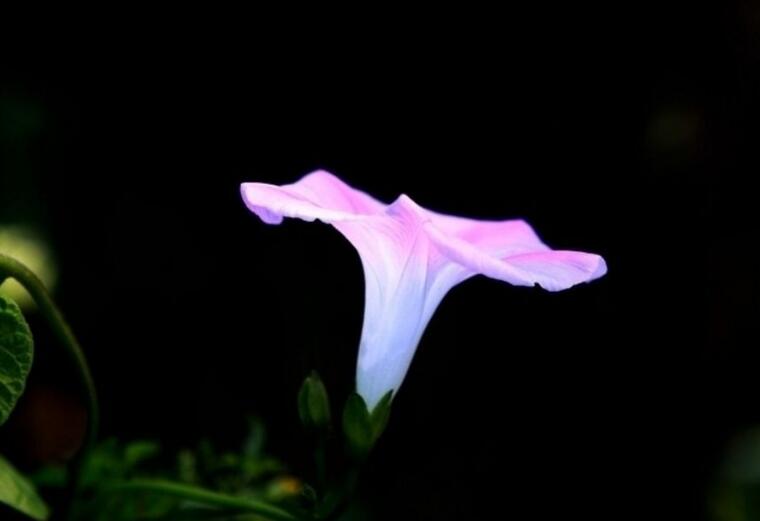 牽?；ㄆ贩N，五種比較稀有的品種