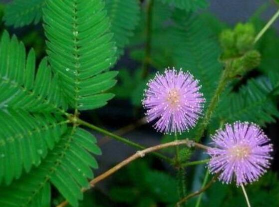 含羞草為什么一碰就合攏，因受到外界刺激細(xì)胞緊張收縮