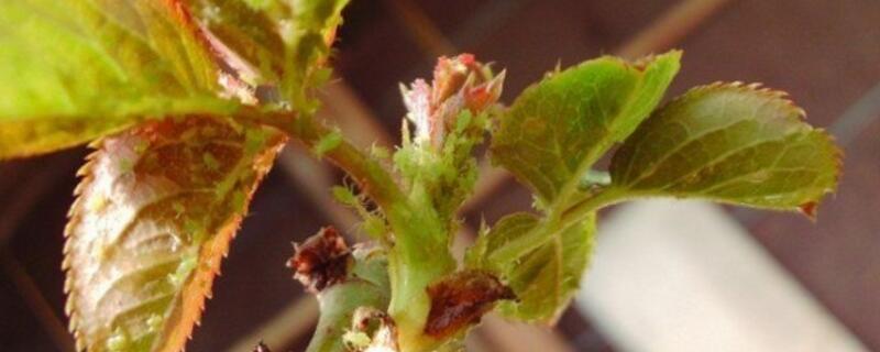 月季上綠色的小蟲(chóng)子