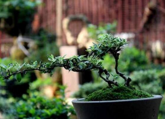 六月雪葉子發(fā)黃怎么辦，六月雪葉子發(fā)黃解決辦法