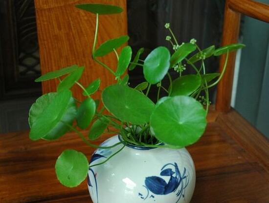 銅錢草會(huì)開花嗎，銅錢草的花語(yǔ)是什么