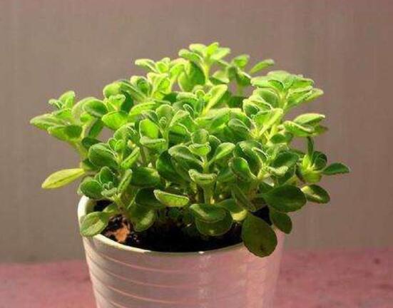 碰碰香扦插方法，教你六點步驟扦插爆盆