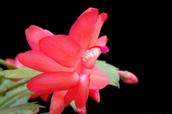 蟹爪蘭爛根怎么辦，澆水適當(dāng)勿亂施肥，前期預(yù)防很重要（附方法）