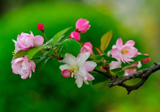 海棠花花語是什么，海棠花為什么叫斷腸花