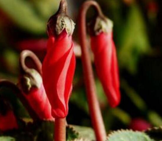 仙客來花莖發(fā)蔫彎下來，仙客來花倒下怎么辦