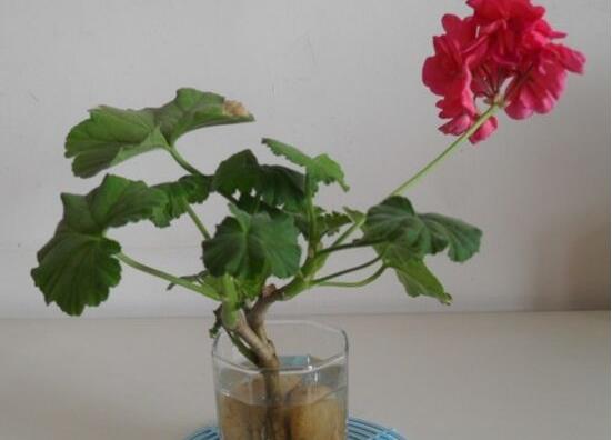 天竺葵葉子發(fā)黃怎么辦，天竺葵葉子發(fā)黃解決辦法