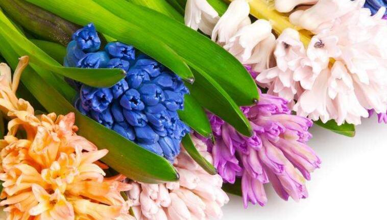 水仙花和風(fēng)信子的區(qū)別，從3個方面了解不同之處