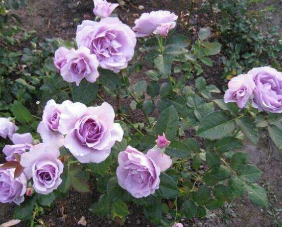 月季花用什么土最好，園土腐葉土泥炭土最為合適(營(yíng)養(yǎng)全面)