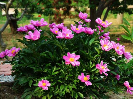 芍藥花的養(yǎng)殖方法，老農(nóng)總結最實用八大養(yǎng)殖方法